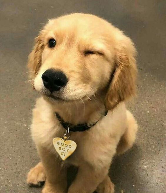Cutest puppy winking