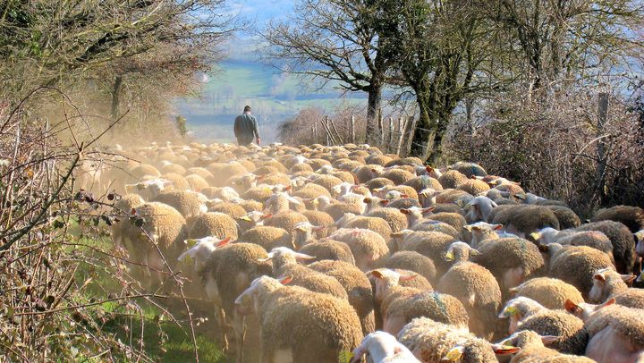 Shepherd and sheep doing their thing